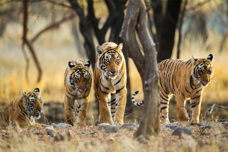 Wildlife Tour Of Madhya Pradesh (Satpura, Pench, Kanha & Bandhavgarh National Park